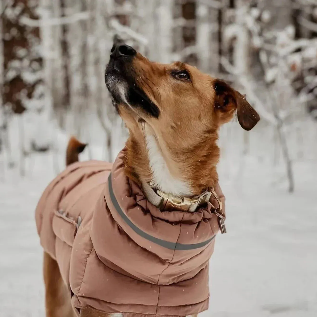 Windproof Adjustable Dog Parka Vest - Winter Fashion for Italian Greyhounds and Whippets - Dog Parka Warm Dog Vest Italian Greyhound Clothes Winter Whippet Jacket Windproof Adjustable Solid Dog Coat Greyhounds Outfit